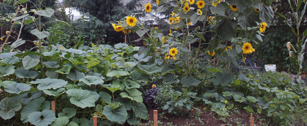 Farm, Garden & Self-Sustainment