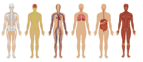 Products Organized by the Body System Each One Serves